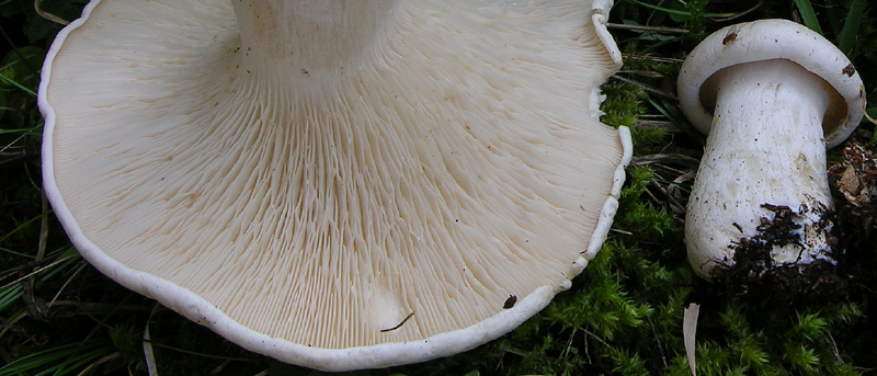Leucopaxillus paradoxus da confermare.(cfr. L.candidus)